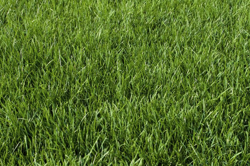 Bentgrass Sod Installation