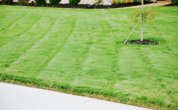 Bluegrass Sod Installation in Acworth