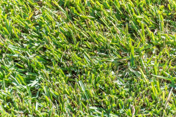 Centipede Grass Installation in Acworth